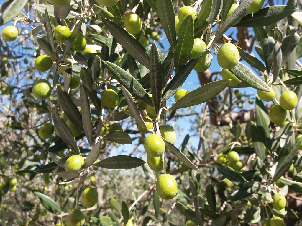Tenuta Colverano Montefalco Dış mekan fotoğraf